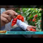 Manfaat dan Keamanan Cabai Habanero: Apakah Benar Aman untuk Dikonsumsi?