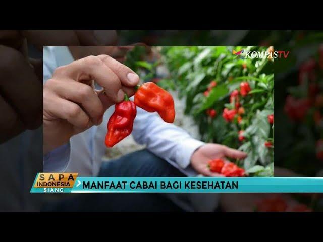 Manfaat dan Keamanan Cabai Habanero: Apakah Benar Aman untuk Dikonsumsi?