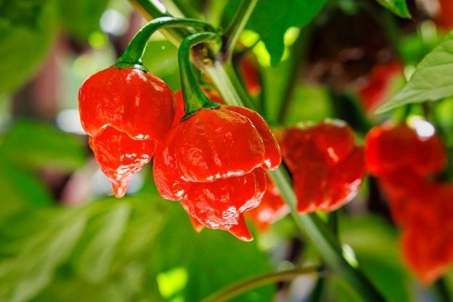 Manfaat dan Keamanan Cabai Habanero: Apakah Benar Aman untuk Dikonsumsi?